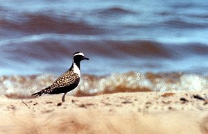 Plover, American Golden 2 B02P21I01